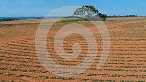 Aerial view from drone of little peanut plant in field