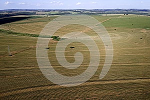 Aerial view from drone of little peanut plant in field and high voltage tower