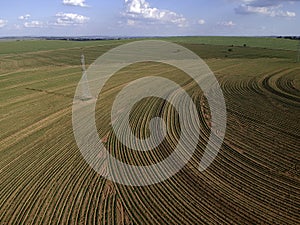 Aerial view from drone of little peanut plant in field and high voltage tower