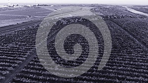 Aerial view from drone over vineyard rows