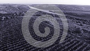 Aerial view from drone over vineyard rows