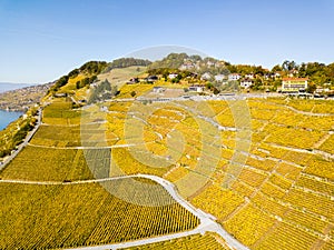 Aerial view with drone over vineyards in golden autumn color, Lake Leman