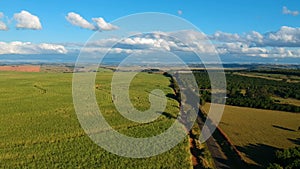 Aerial view of drone of a sugar cane field, coutry road and pasture