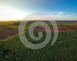 Aerial view from drone Sugar cane field with sunset sky nature l