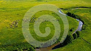 Aerial view from the drone of summer landscape with river, hills and forests. Cows graze in the meadow