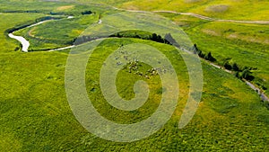 Aerial view from the drone of summer landscape with river, hills and forests. Cows graze in the meadow