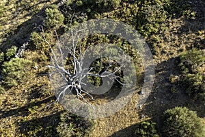 Aerial view by drone of sunny spring arbol dry landscape in northern Extremadura, Spain, with roads, trees, plants and rocks