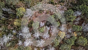 Aerial view of drone, with typical Portuguese forest, crown of trees, pines and oaks