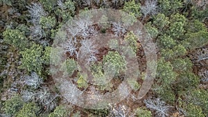 Aerial view of drone, with typical Portuguese forest, crown of trees, pines and oaks