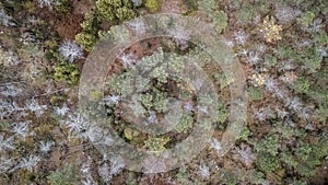 Aerial view of drone, with typical Portuguese forest, crown of trees, pines and oaks