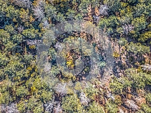 Aerial view of drone, with typical Portuguese forest, crown of trees, pines and oaks