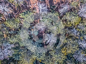 Aerial view of drone, with typical Portuguese forest, crown of trees, pines and oaks