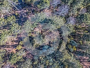 Aerial view of drone, with typical Portuguese forest, crown of trees, pines and oaks