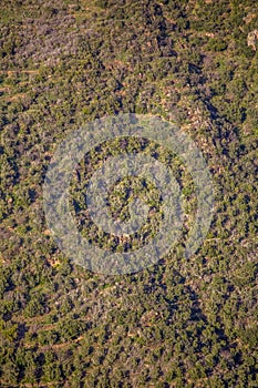 Aerial view of drone, with typical Portuguese forest, crown of trees, pines and oaks