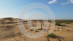 Aerial view from a drone. Woman in a long leopard dress walks along a high dune in the desert with grass in summer in