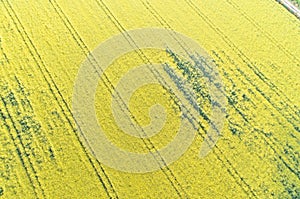Aerial view with drone of a yellow agricultural field of rapeseed or canola with traces of machinery. Colza