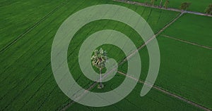 Aerial view Drones fly around sugar palm trees and along footpath beside two paddy fields