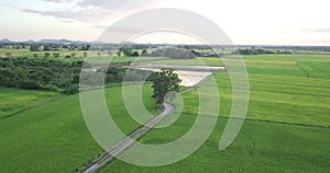 Aerial view drones fly around the trees and along footpath beside two paddy fields