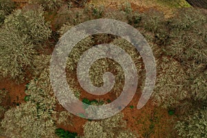 Aerial view of dry green trees in an autumn forest