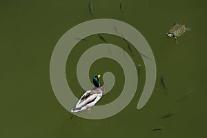 Aerial view of duck and turtle swimming among fishes