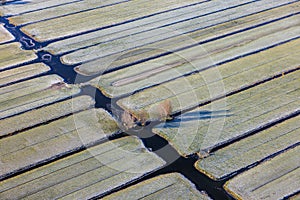 Aerial view dutch landscape with frozen meadows and ditches