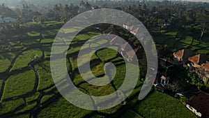 Aerial view eco villas with straw roofs surrounded by a green rice field in Ubud Bali at sunny day in sunset.