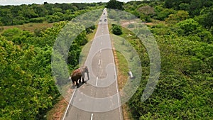 Aerial view of elephant crossing asphalt road in Sri Lanka wildlife reserve. Vehicle waits as large mammal strolls