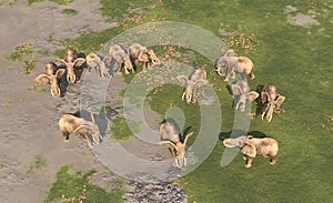 Aerial view of an elephant herd