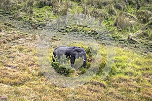 Aerial view of an elephant in the Okavango Delta in Botswana, Africa