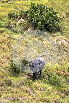 Aerial view of an elephant in the Okavango Delta in Botswana, Africa