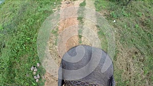 Aerial view of elephant ride with head and flapping ears, chain around neck, walking slowly.