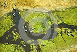 Aerial view of Elephants in the Okavango Delta in Botswana.