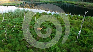 Aerial view of a European Roe Deer with two fawn siblings eating grass close by the water on a sunny spring day