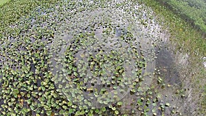 Aerial view of Everglades swamp