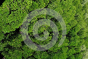 Aerial view of the evergreen forest