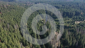 Aerial view of evergreen forest. Flying over the canopy of pine trees