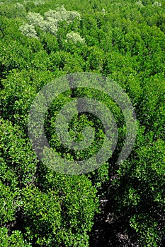 Aerial view of the evergreen forrest