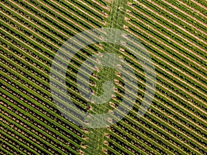 Aerial view of an expansive lush green vineyard in the Hamptons on a bright sunny day