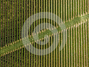 Aerial view of an expansive lush green vineyard in the Hamptons on a bright sunny day