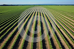 aerial view of an expansive onion field with rows of green tips