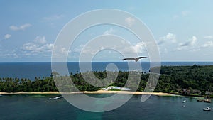 Aerial view of a Falcon flying on the coast of Sao Tome,