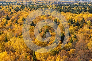 Aerial view of fall yellow foliage on trees in forest