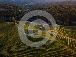 Aerial view of the famous heart shaped wine road in Slovenia from Spicnik near Maribor. Amazing autumn landscape