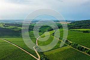 Aerial view about famous vineyards of Hungary at Villany wine region.