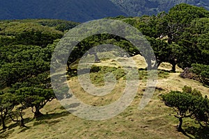 Aerial view of Fanal Forest, Madeira, Portugal