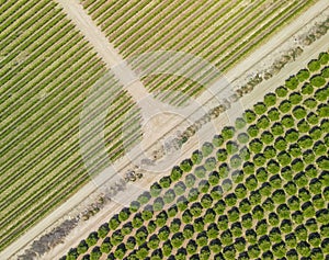 Aerial view of farm lands, vineyards in rural California photo