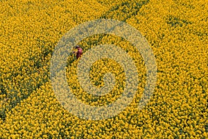 Aerial view of farmer with drone remote controller in rapeseed field using innovative technology