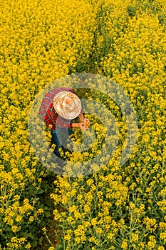 Aerial view of farmer examining blooming rapeseed field