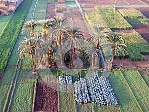 Aerial view of the farmers fields near Luxor Egypt