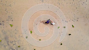 aerial view of farmers planting rice